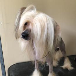 Juice - Chinese Crested