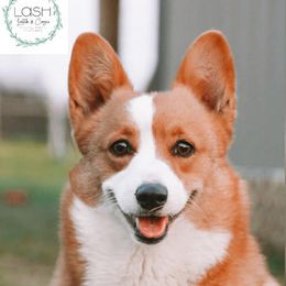 Lucy - Pembroke Welsh Corgi