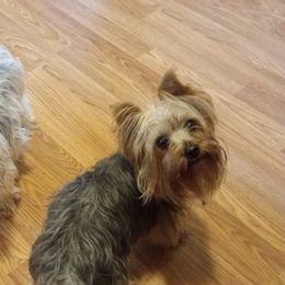 Yorkshire Terriers from Krone's Kennel