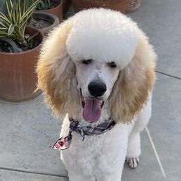 Ladybug - Poodle
