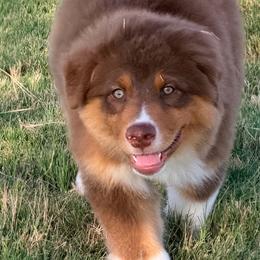 AKC Russell - Red tri-color male Australian Shepherd puppy in Call, Tx, Texas from Stover's Australian Shepherd's, LLC