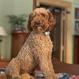 Petey - Poodle