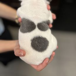 French Bulldog Puppies from Nicole's French Bulldogs