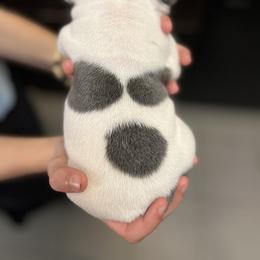French Bulldog Puppies from Nicole's French Bulldogs
