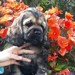 Cocker Spaniel Puppies from Doc's Cockers