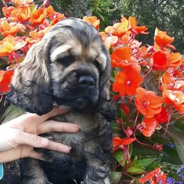 Cocker Spaniel Puppies from Doc's Cockers