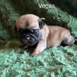Vegas - Fawn female Pug puppy in Tucson, Arizona from Cactus Pugs & Hugs