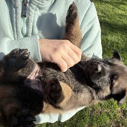 Blue boy - Sable male German Shepherd puppy in Gaineville, Georgia from Des Nebels