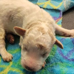 Dolly - Parti female Goldendoodle puppy in Milwaukwe, Wisconsin from Wisconsin Doodles