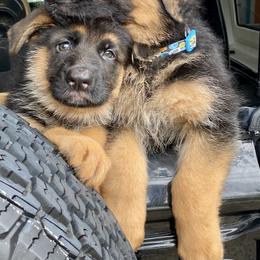 German Shepherd Puppies from Broward Shepherds