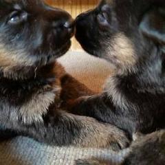 German Shepherds from Vom Has Rebock