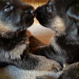 German Shepherds from Vom Has Rebock