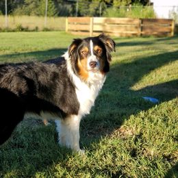 Abbi - Australian Shepherd