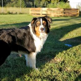 Abbi - Australian Shepherd