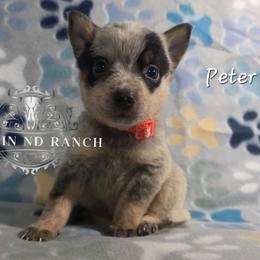 Peter - Blue male Australian Cattle Dog puppy in Silsbee, Texas from Rockin ND Ranch