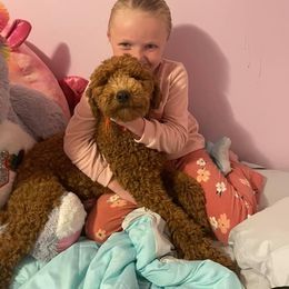 Poodle All Grown Up from Teton Poodles