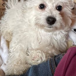 Elwood - White Bolognese puppy in Fall River Mills, California from Kenalee Farm