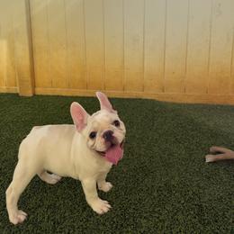 Dior - Cream female French Bulldog puppy in Largo, Florida from Big Daddy Frenchies