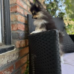 Percy - Tri-colored female Pomeranian puppy in California from Savvypomeranians