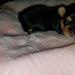 Yorkipoo and Yorkshire Terrier Puppies from Danza Bolo