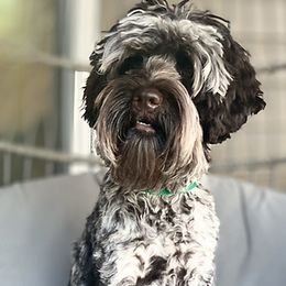 Dobby - Australian Labradoodle