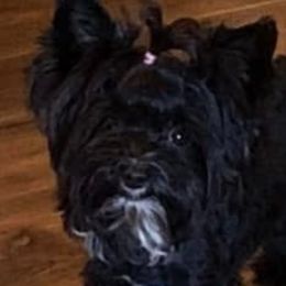 Mamba - Yorkshire Terrier