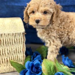 Giselle B1 blue - Red male Cockapoo puppy in Haines City, Florida from Camic Cockapoos