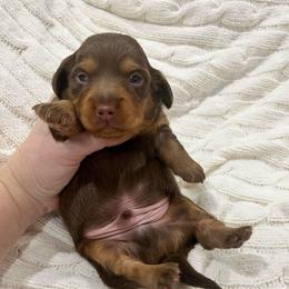 Chocolate tan long hair boy - Chocolate and tan male Dachshund puppy in Sylvania, Alabama from Turner Delightful Dachshund Farm