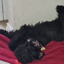 Miniature Schnauzer Puppies from Matrix Schnauzers