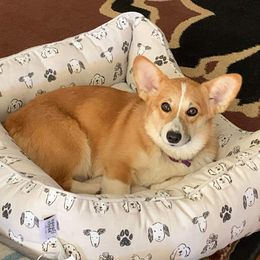 Gabby - Pembroke Welsh Corgi