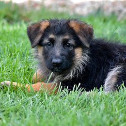 German Shepherd Puppies from Von Muller Shepherds