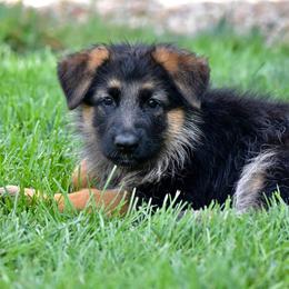 German Shepherd Puppies from Von Muller Shepherds