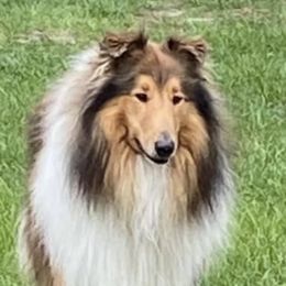 Cash - Collie