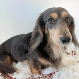Whiskey - Dachshund