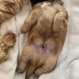 Shih Tzu Puppies from Once in a Lifetime Shih Tzu