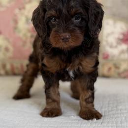 Junie B Jones - Chocolate female Cavapoo puppy in Beckley, West Virginia from By Design Doodles