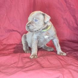 Rufinus-Green Collar - Gray male Cane Corso puppy in Stilwell, Oklahoma from Killing Joke Kennels