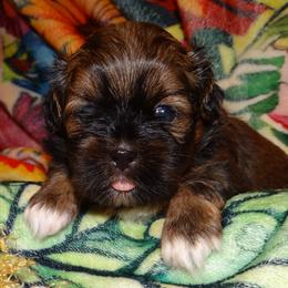 AKC MERLIN - Red gold male Lhasa Apso puppy in Fort Washington, Maryland from GyanGanj Lhasa Apso