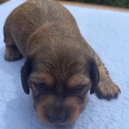 Girl 2 - Red female Dachshund puppy in Columbiana, Alabama from Tonya's Dachshunds