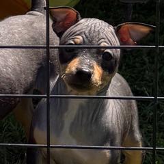 Turtle - Black tan and white female American Hairless Terrier puppy in Toto, Indiana from Toto Terriers