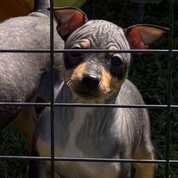 Turtle - Black tan and white female American Hairless Terrier puppy in Toto, Indiana from Toto Terriers
