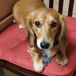 Dachshunds from Carmen's Dachshunds