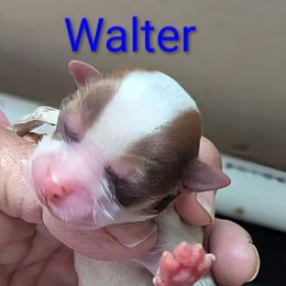 Walter - Fawn male Havanese puppy in Spring Lake, Michigan from Chaenzo