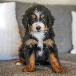 Once-Ler - Tri-color male Bernedoodle puppy in Dundee, Ohio from Down Home Doodle