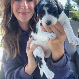 Tamar - Black and white female Bernedoodle puppy in Yuba City, California from Ranch House Doodles