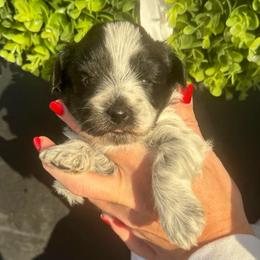 Orange girl - Parti female Miniature Schnauzer puppy in Oneonta, Alabama from Murphree Valley Kennels
