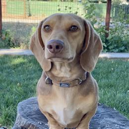 Bodie - Dachshund