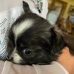 Sparky - Blue brindled fawn male Chihuahua puppy in Tecumseh, Oklahoma from Callie’s Happy Chihuahuas, Callie’s Happy Treasures LLC