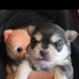 Baby boy 5000 - Blue brindled fawn male Chihuahua puppy in Citrus Heights, California from Golden State Chihuahuas