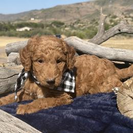 Trek - Red male Bernedoodle puppy in Yarnell, Arizona from Boulder Mountain Doodles